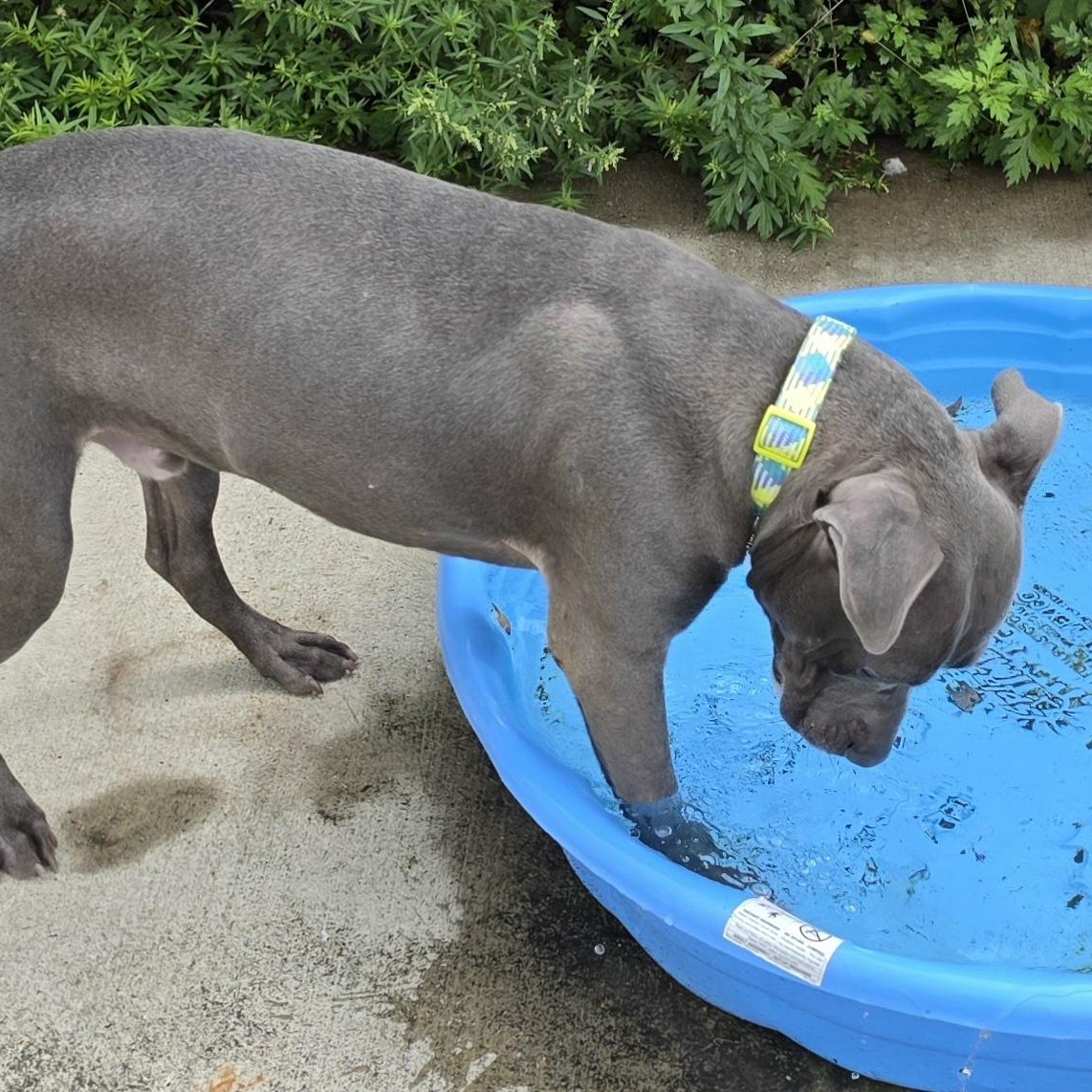 Enlarge Iverson, Sweet Boy, a Adoptable mixed breed in Meriden, CT image 4/6