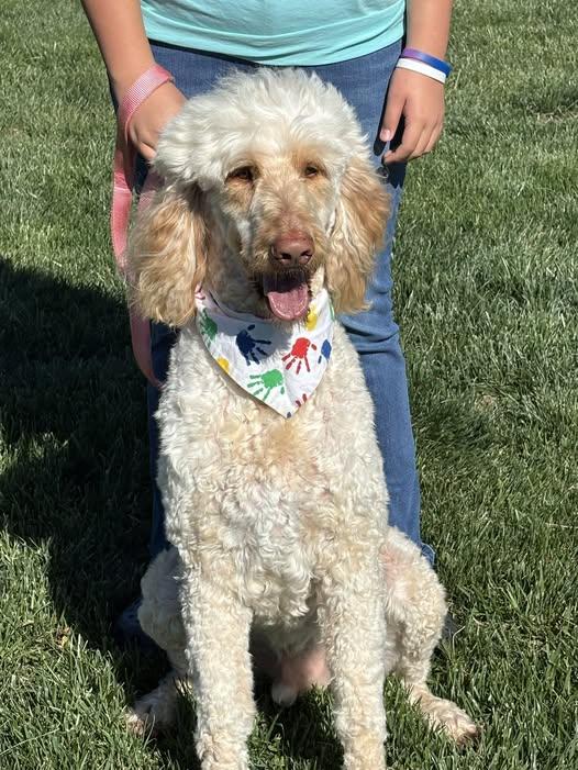 Arlo, ADOPTABLE, Young Male Goldendoodle.