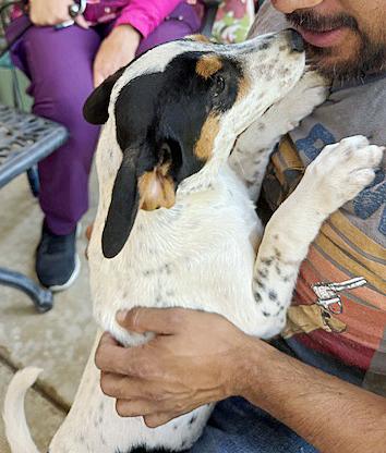 Tulip, adopted, Puppy Female Fox Terrier & Parson Russell Terrier.