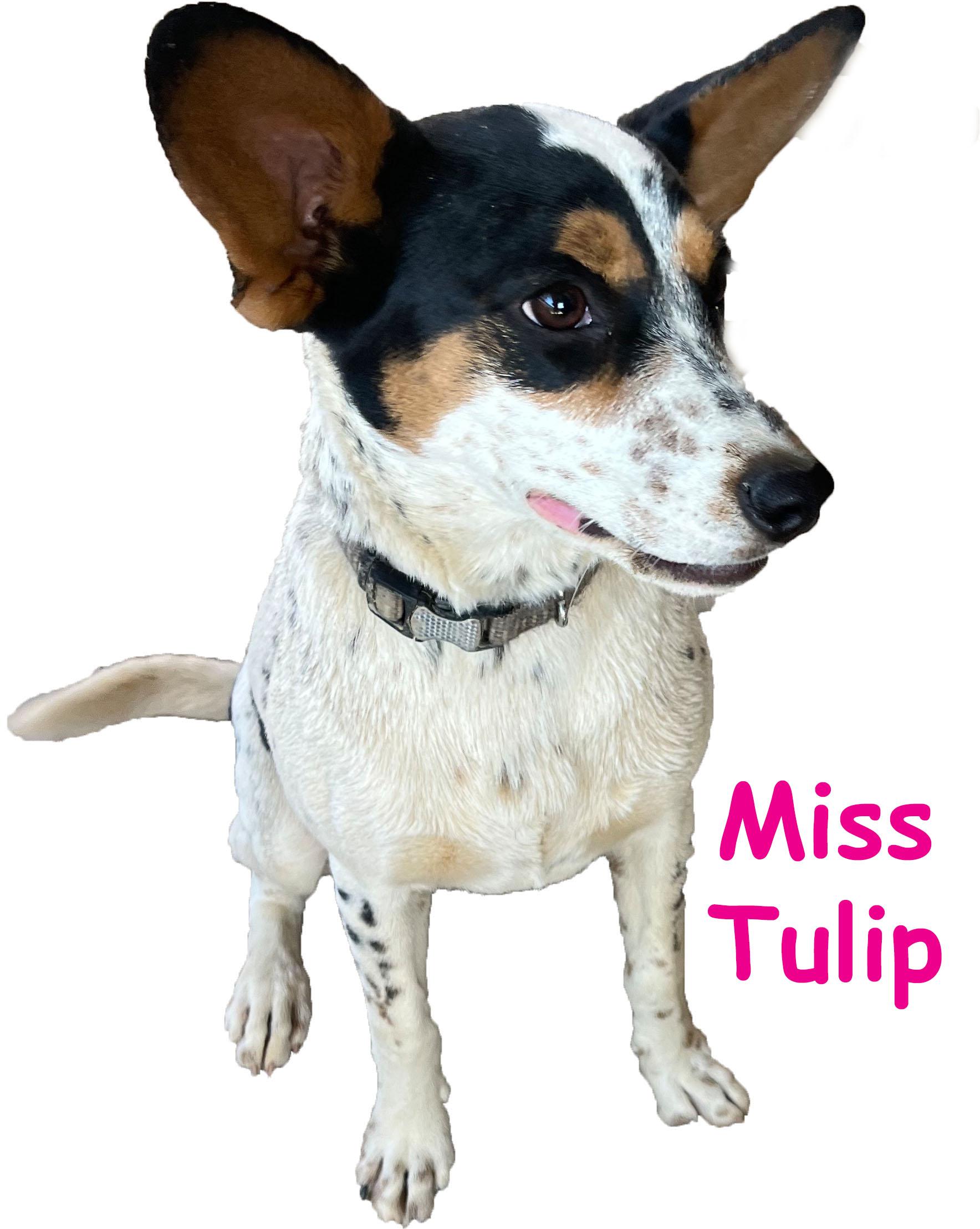 Enlarge Tulip, an adopted mixed breed in Poway, CA image 2/6