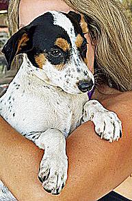 Enlarge Tulip, an adopted mixed breed in Poway, CA image 3/6