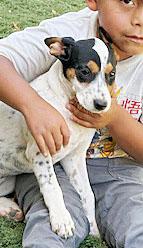 Enlarge Tulip, an adopted mixed breed in Poway, CA image 4/6