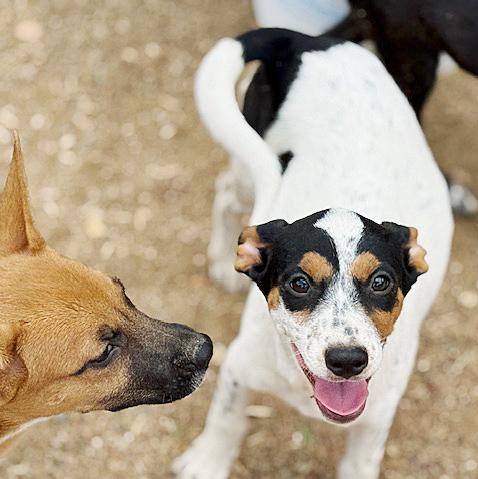 Enlarge Tulip, an adopted mixed breed in Poway, CA image 6/6