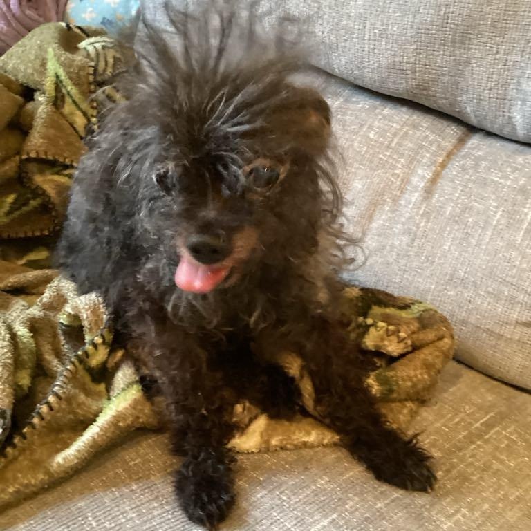 Enlarge OLI, a Adoptable Glen of Imaal Terrier in Marana, AZ image 3/4