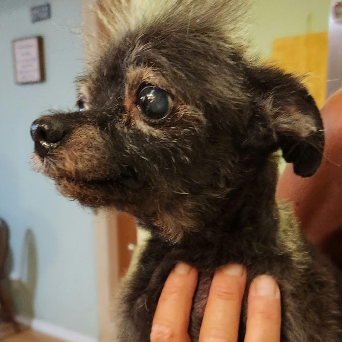 Enlarge OLI, a Adoptable Glen of Imaal Terrier in Marana, AZ image 2/4