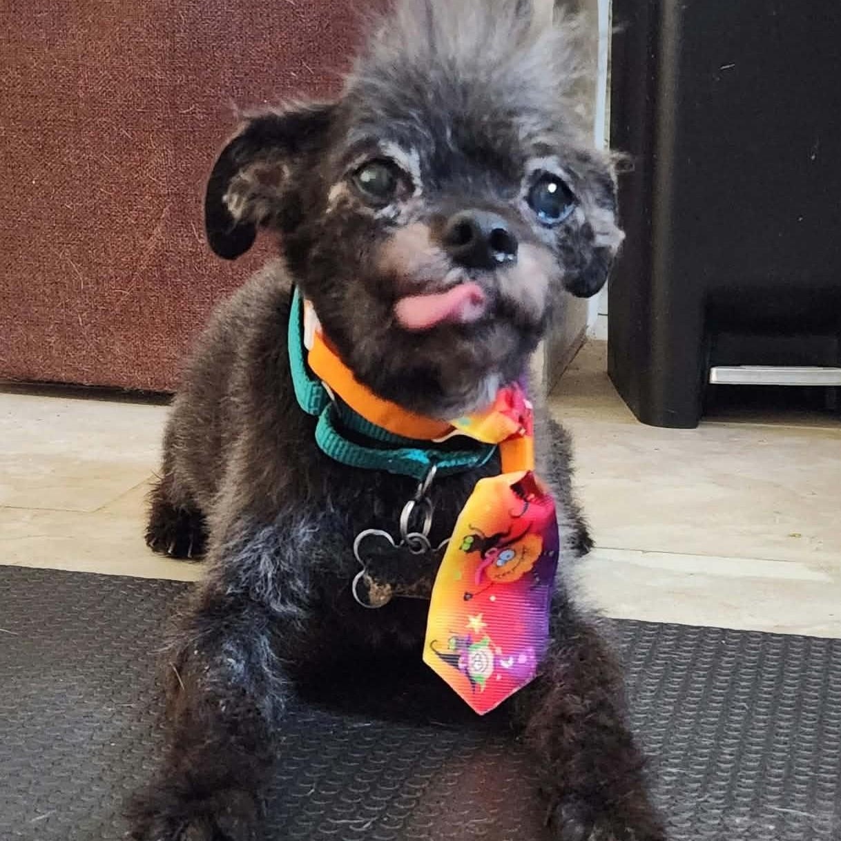 OLI, Adoptable, Senior Male Glen of Imaal Terrier.