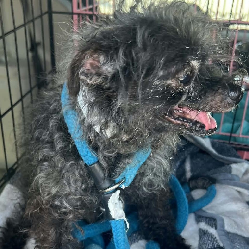 Enlarge OLI, a Adoptable Glen of Imaal Terrier in Marana, AZ image 4/4