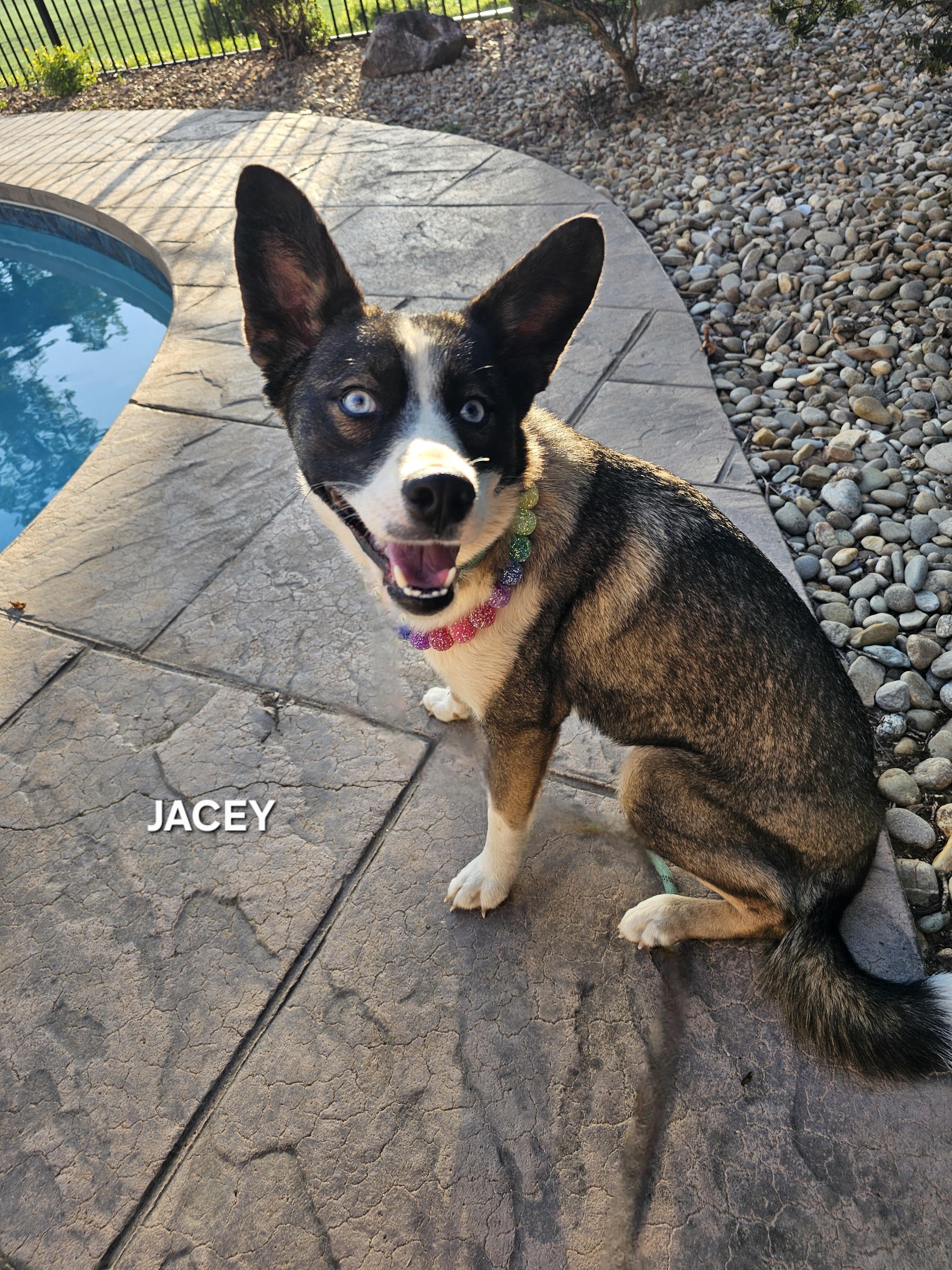 Enlarge Jacey, an adopted mixed breed in Nashville, TN image 4/5