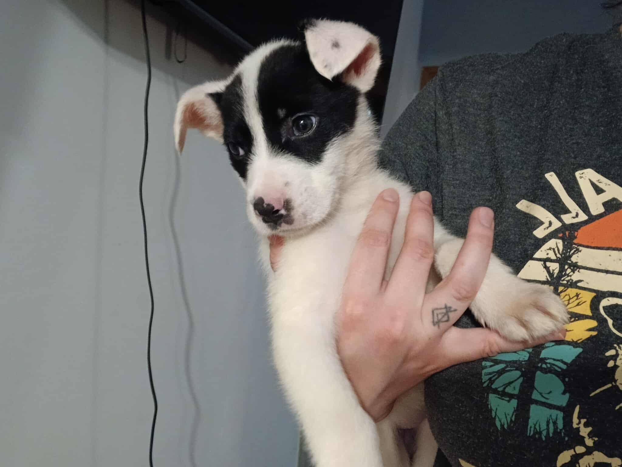 Enlarge Queen of Hearts, a ADOPTABLE Mixed Breed in Kenosha, WI image 2/6