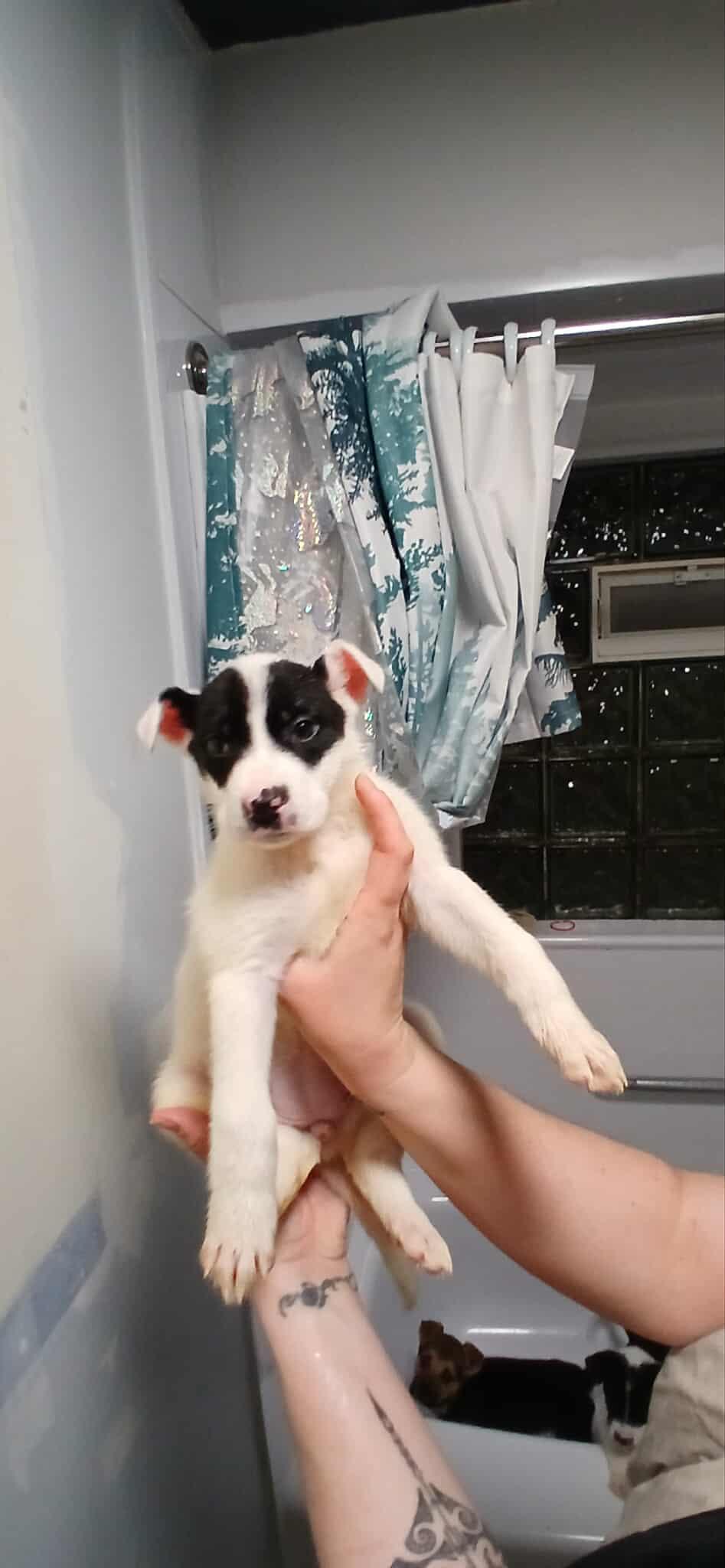 Enlarge Queen of Hearts, a ADOPTABLE Mixed Breed in Kenosha, WI image 5/6