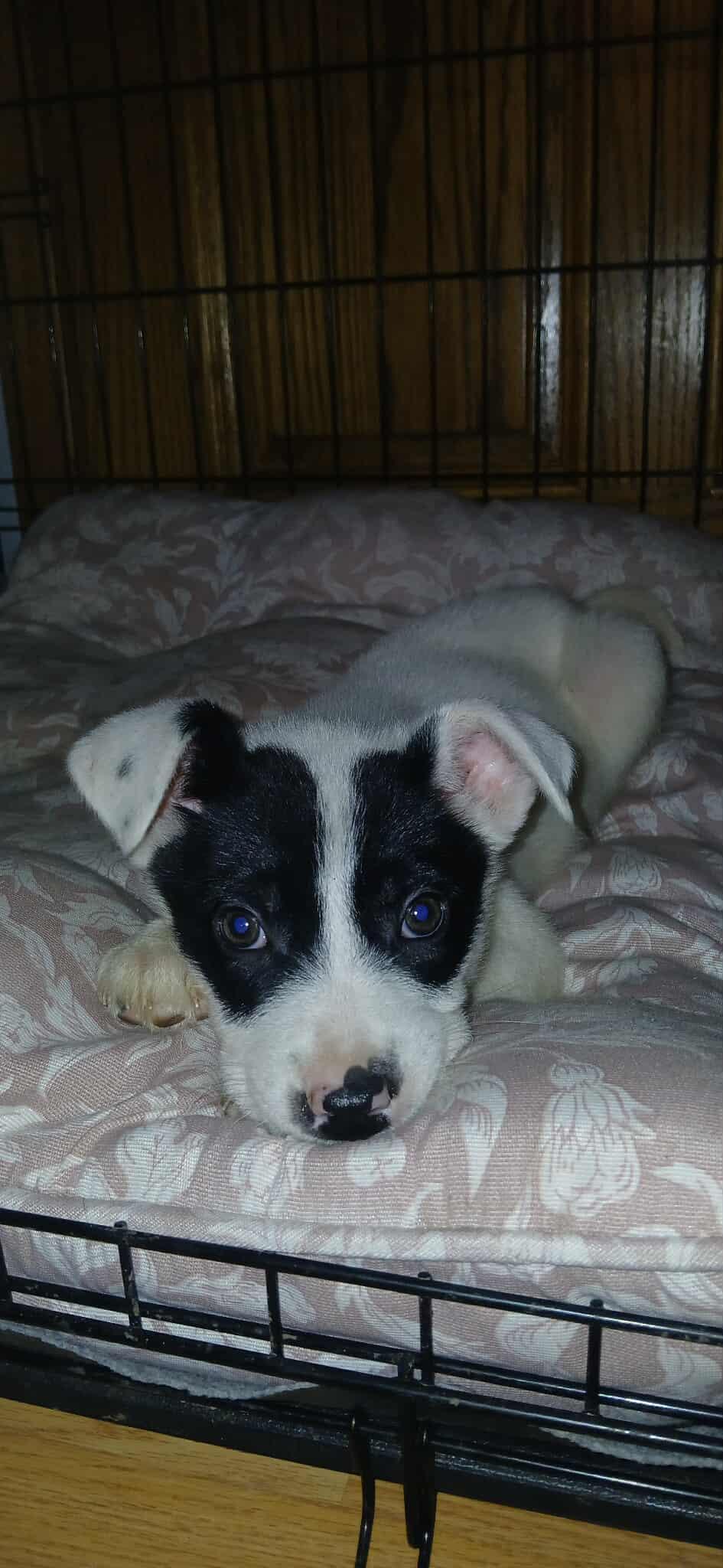 Enlarge Queen of Hearts, a ADOPTABLE Mixed Breed in Kenosha, WI image 1/6