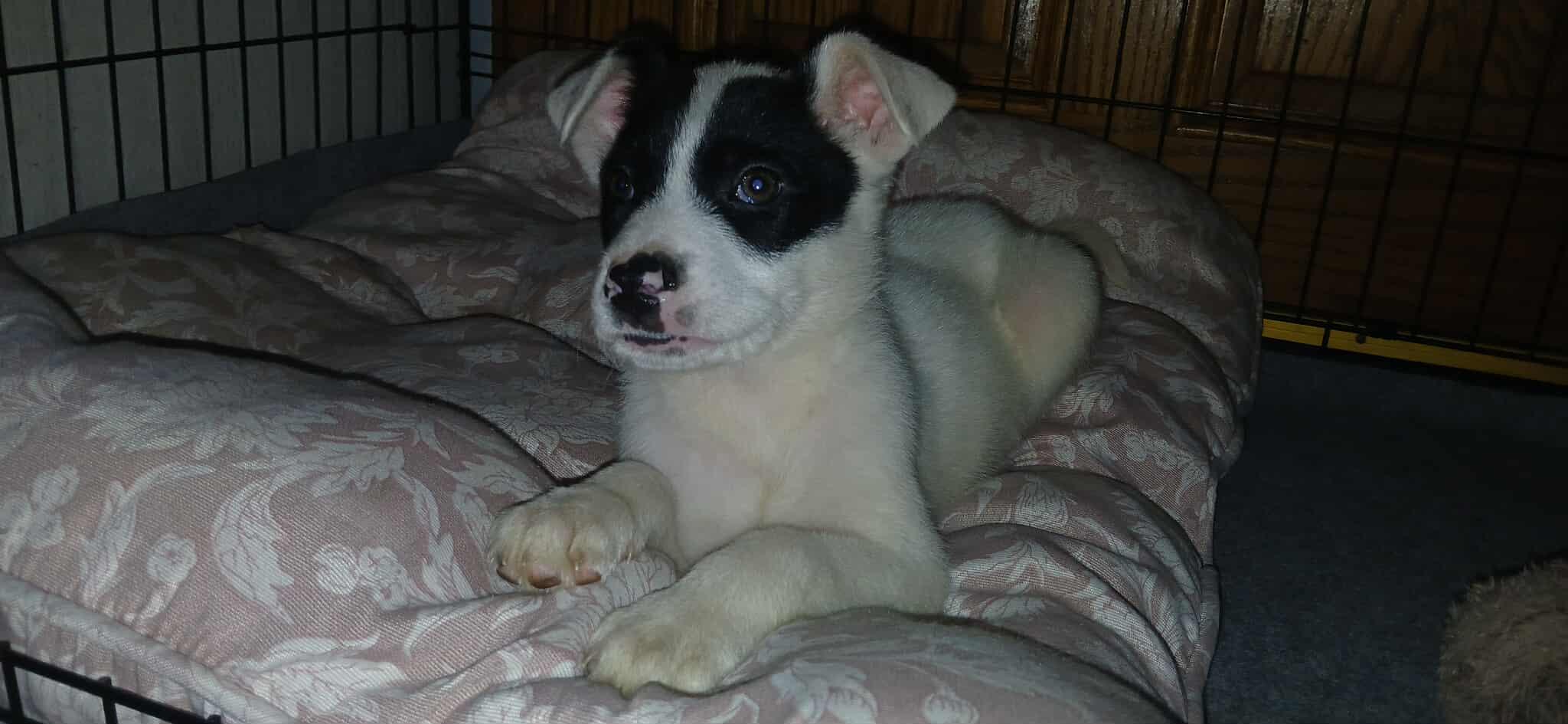 Enlarge Queen of Hearts, a ADOPTABLE Mixed Breed in Kenosha, WI image 3/6