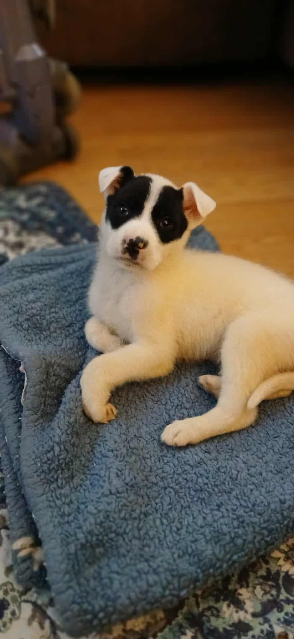 Enlarge Queen of Hearts, a ADOPTABLE Mixed Breed in Kenosha, WI image 4/6