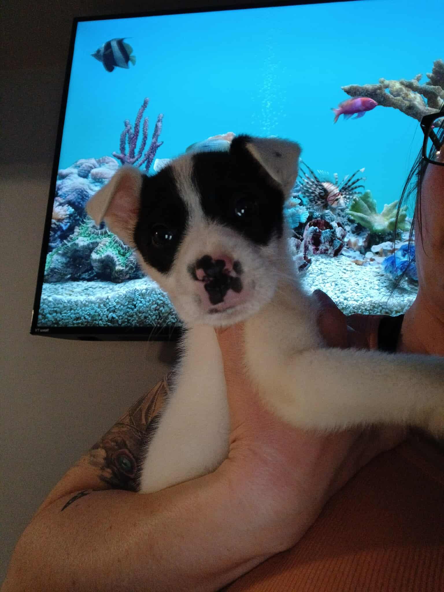 Enlarge Queen of Hearts, a ADOPTABLE Mixed Breed in Kenosha, WI image 6/6