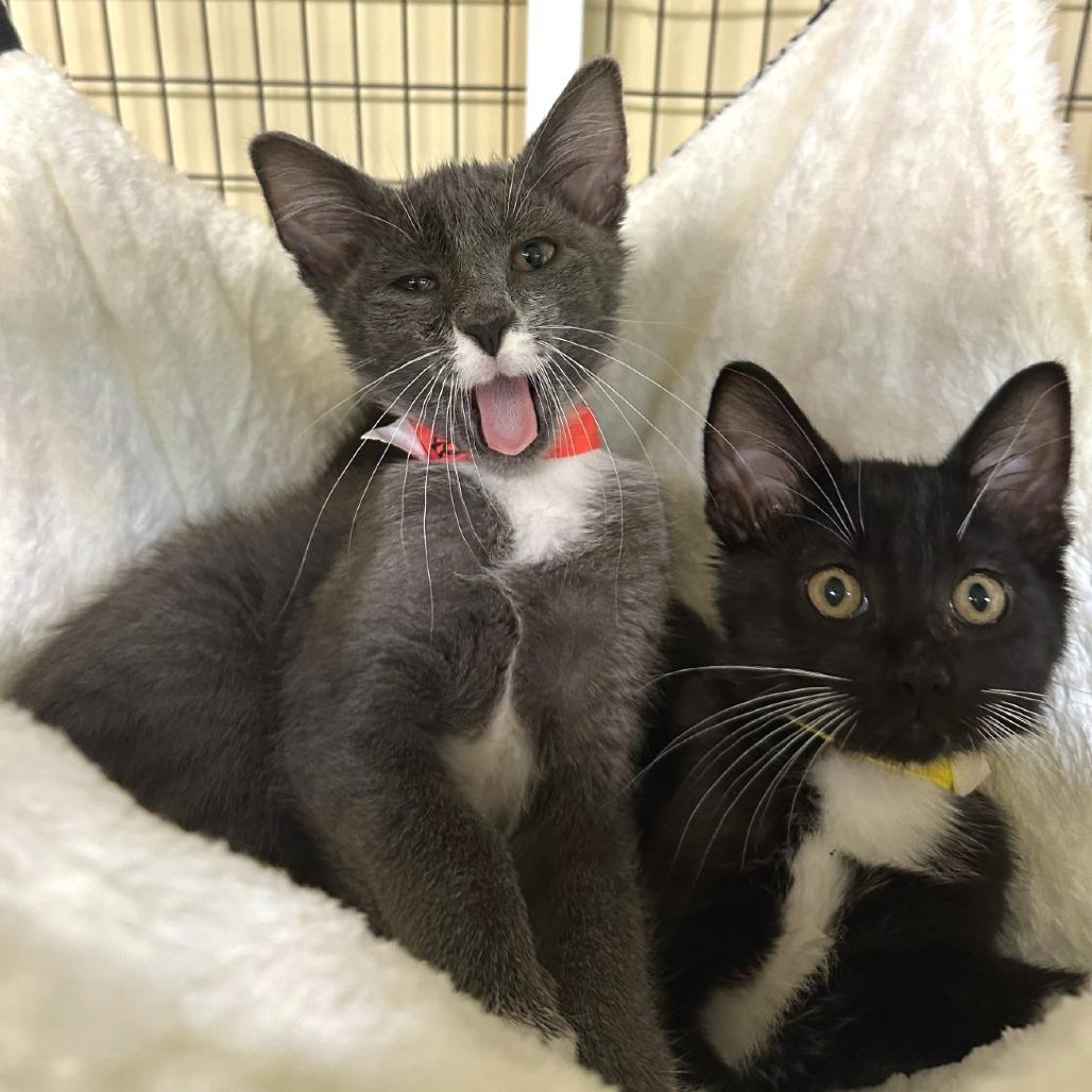 Edward, Adoptable, Kitten Male Domestic Short Hair.