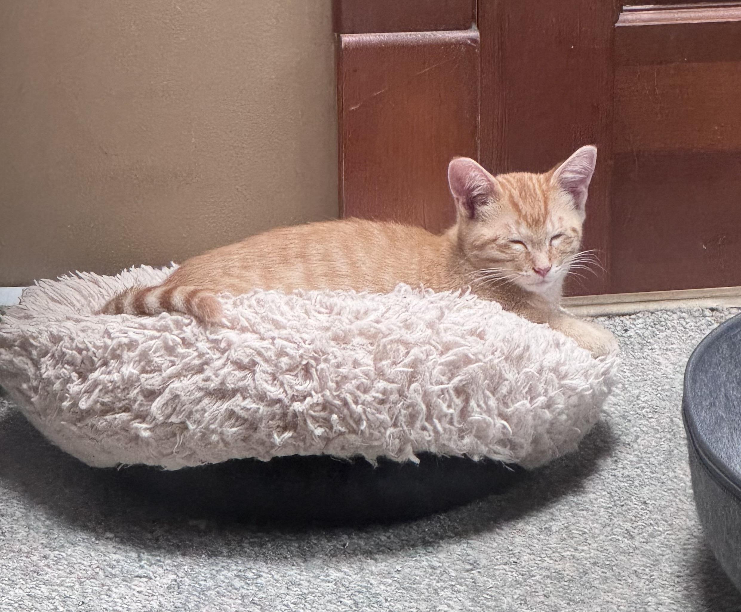 Enlarge Roy, a Adoptable Domestic Medium Hair in Crystal Lake, IL image 4/4