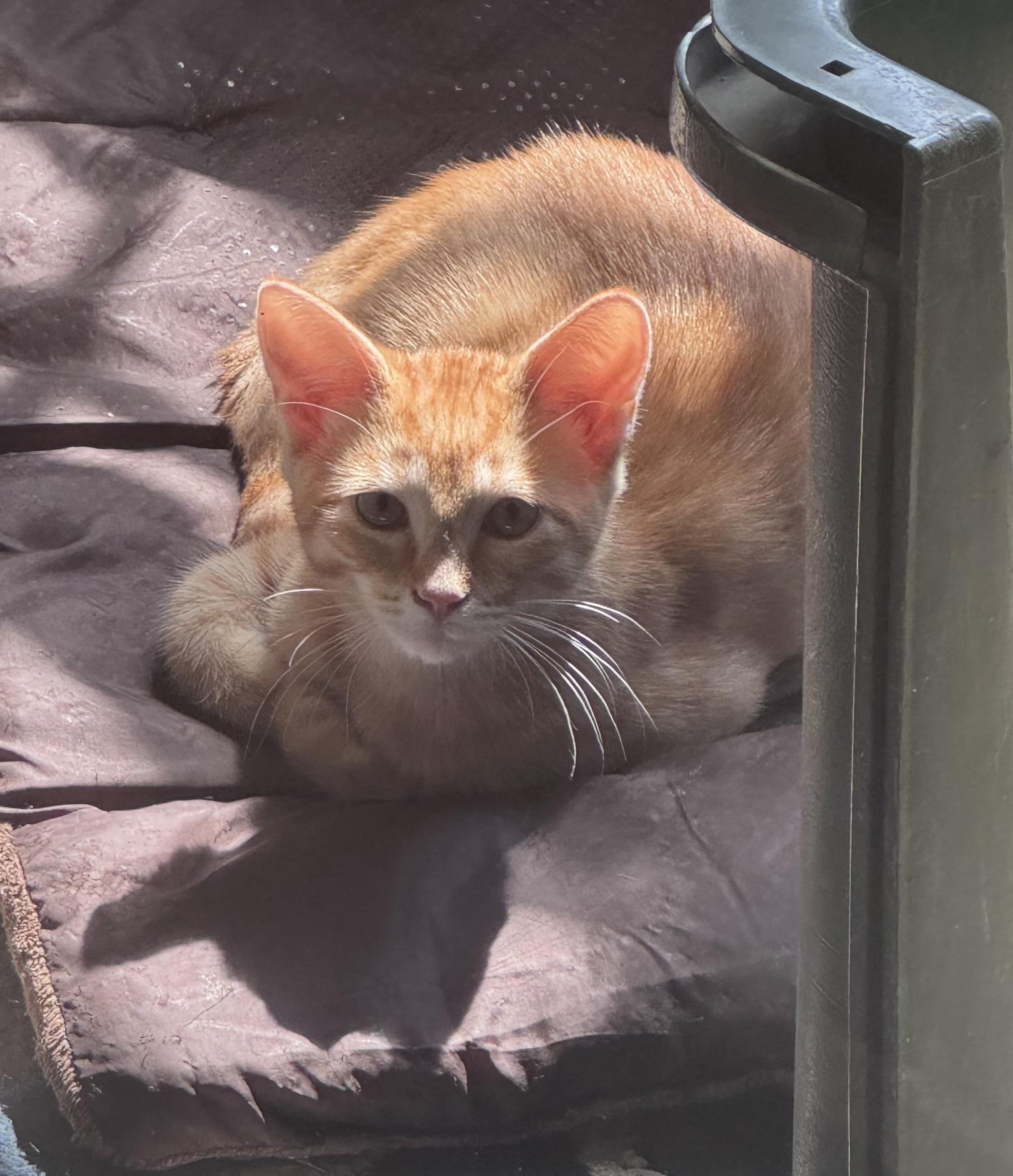 Enlarge Roy, a Adoptable Domestic Medium Hair in Crystal Lake, IL image 2/4