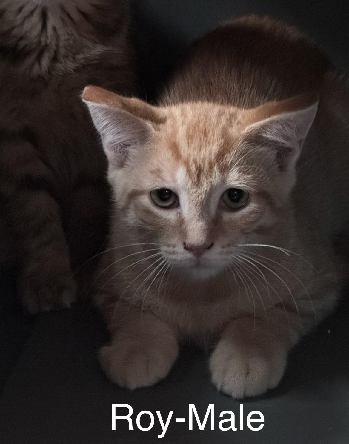 Enlarge Roy, a Adoptable Domestic Medium Hair in Crystal Lake, IL image 3/4