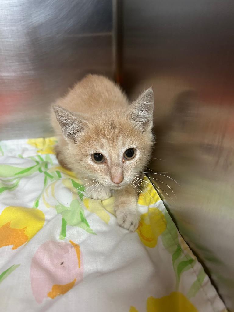 Sunburst, Adoptable, Kitten Male Domestic Short Hair.