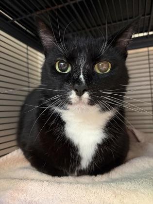 Enlarge Rocky, a ADOPTABLE mixed breed in Bellingham, WA image 1/1