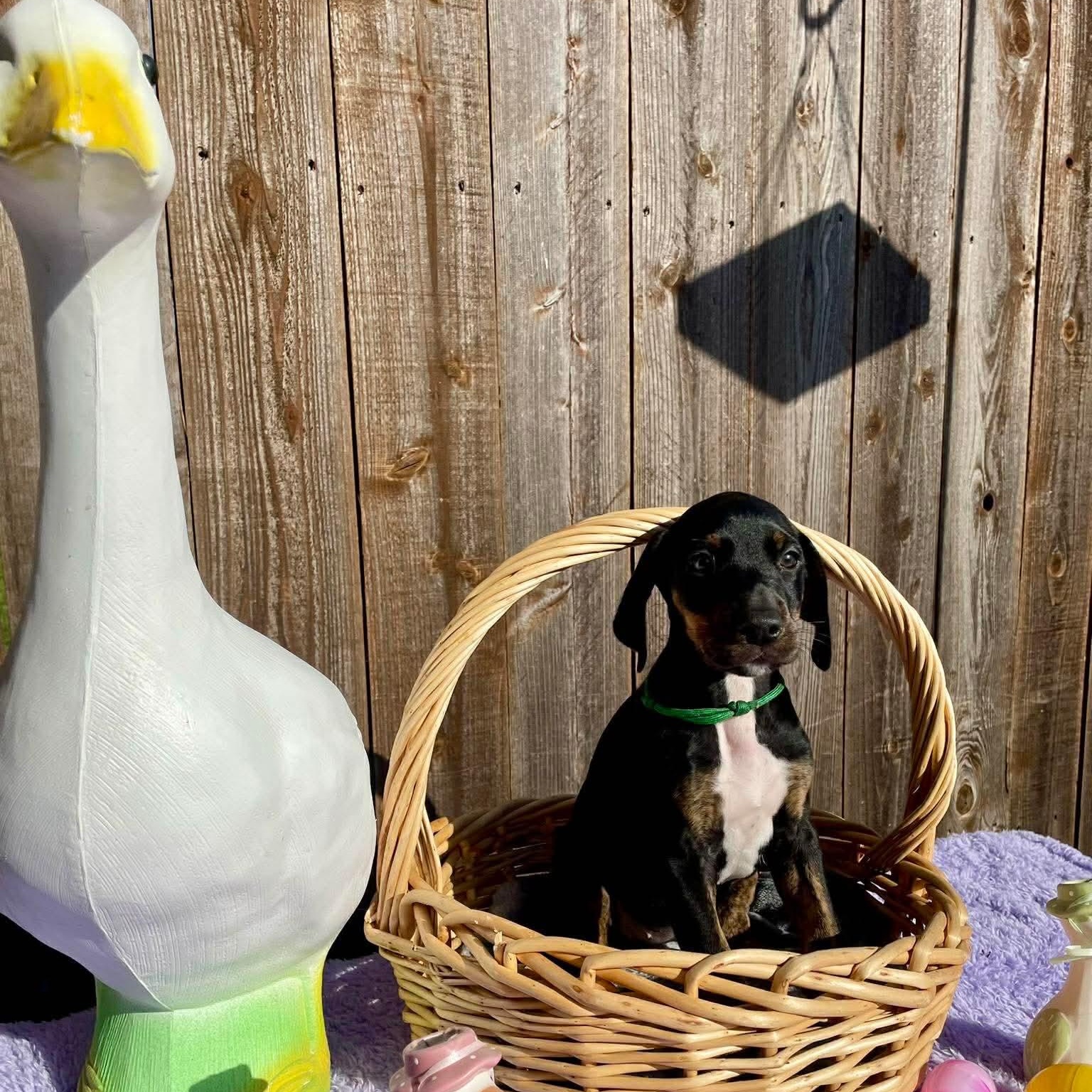 Enlarge Sage, a ADOPTABLE Great Dane in Aubrey, TX image 2/3