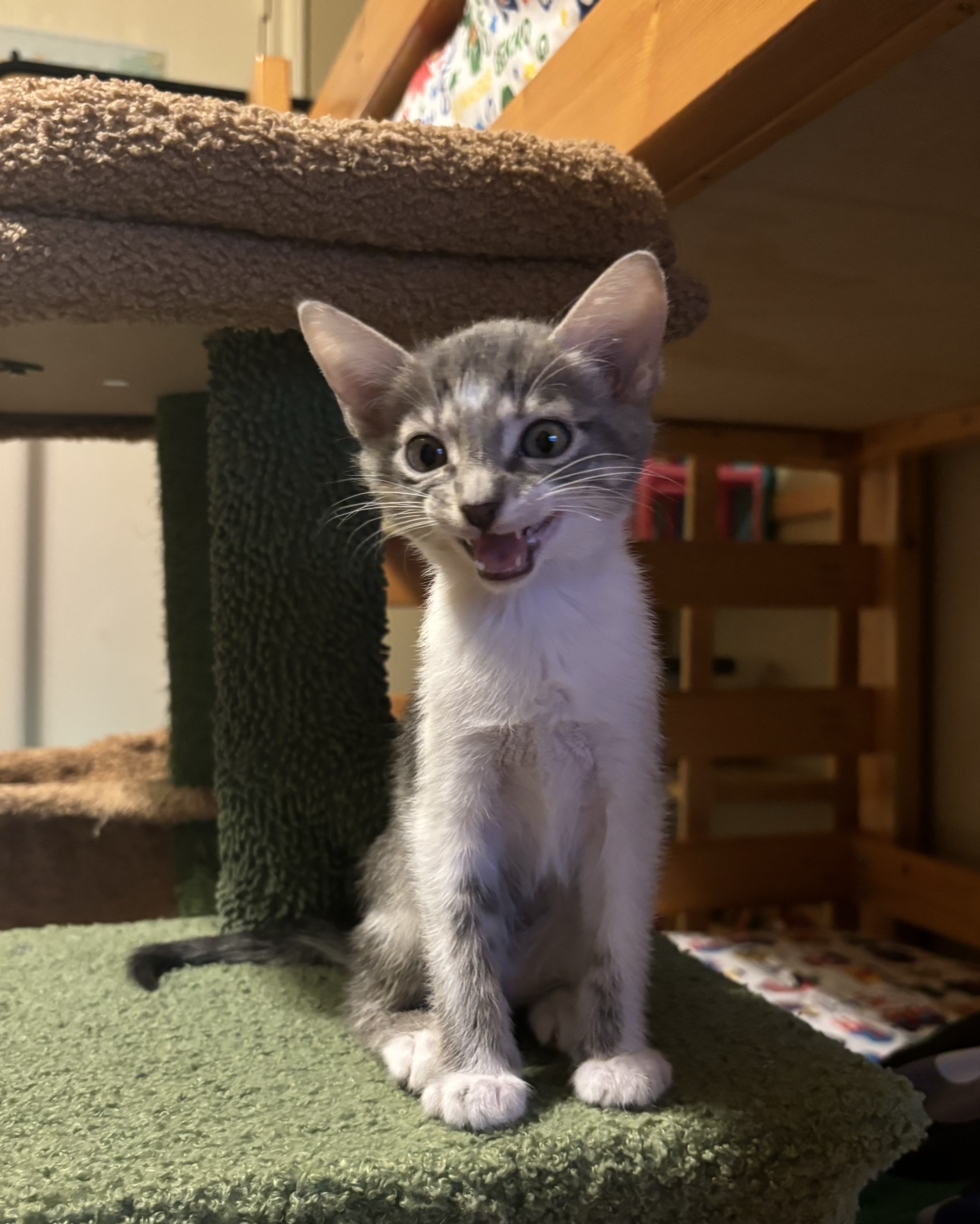 Enlarge Casey, an adopted Oriental Short Hair in Haslet, TX image 4/5