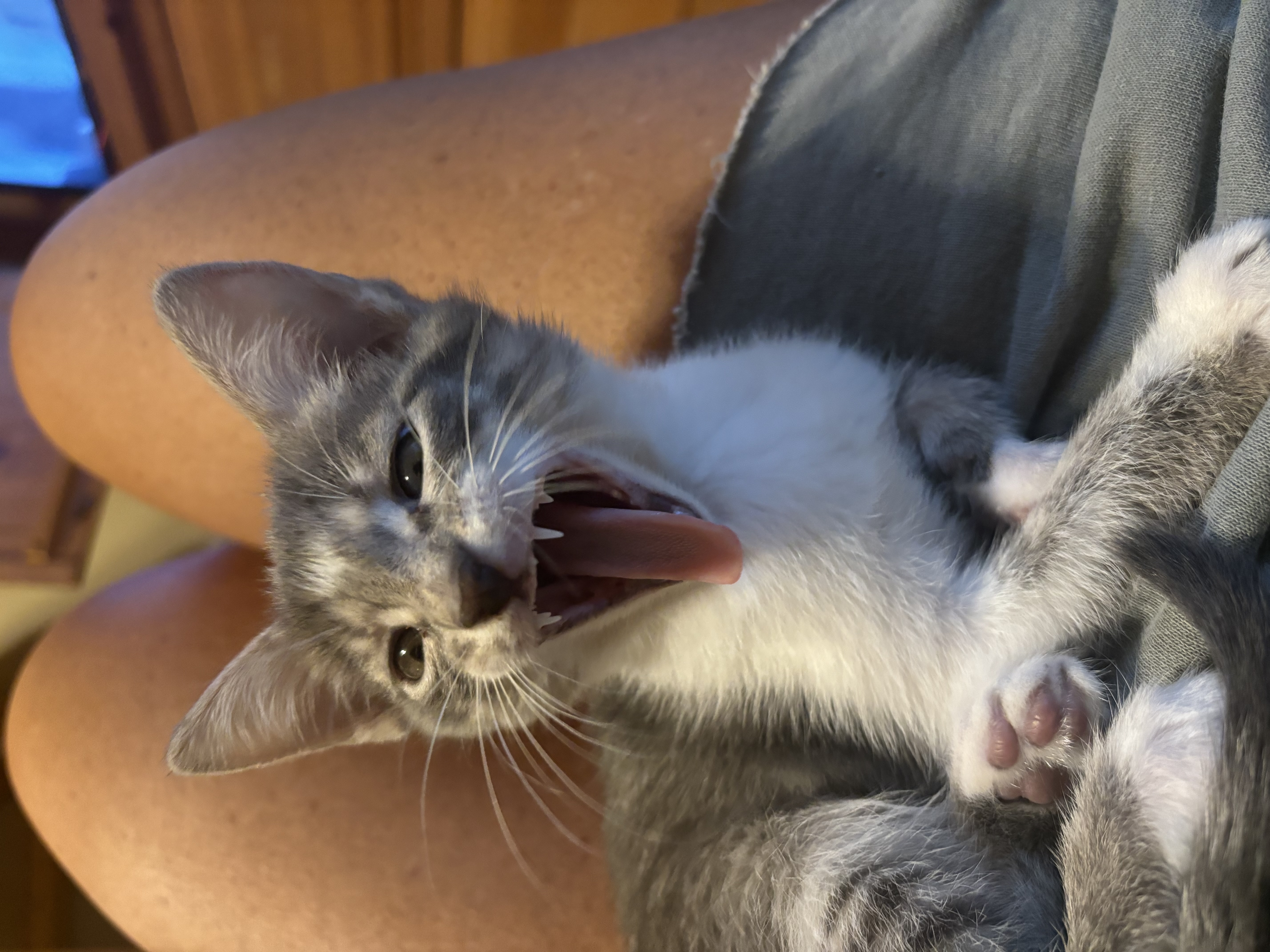 Enlarge Casey, an adopted Oriental Short Hair in Haslet, TX image 2/5