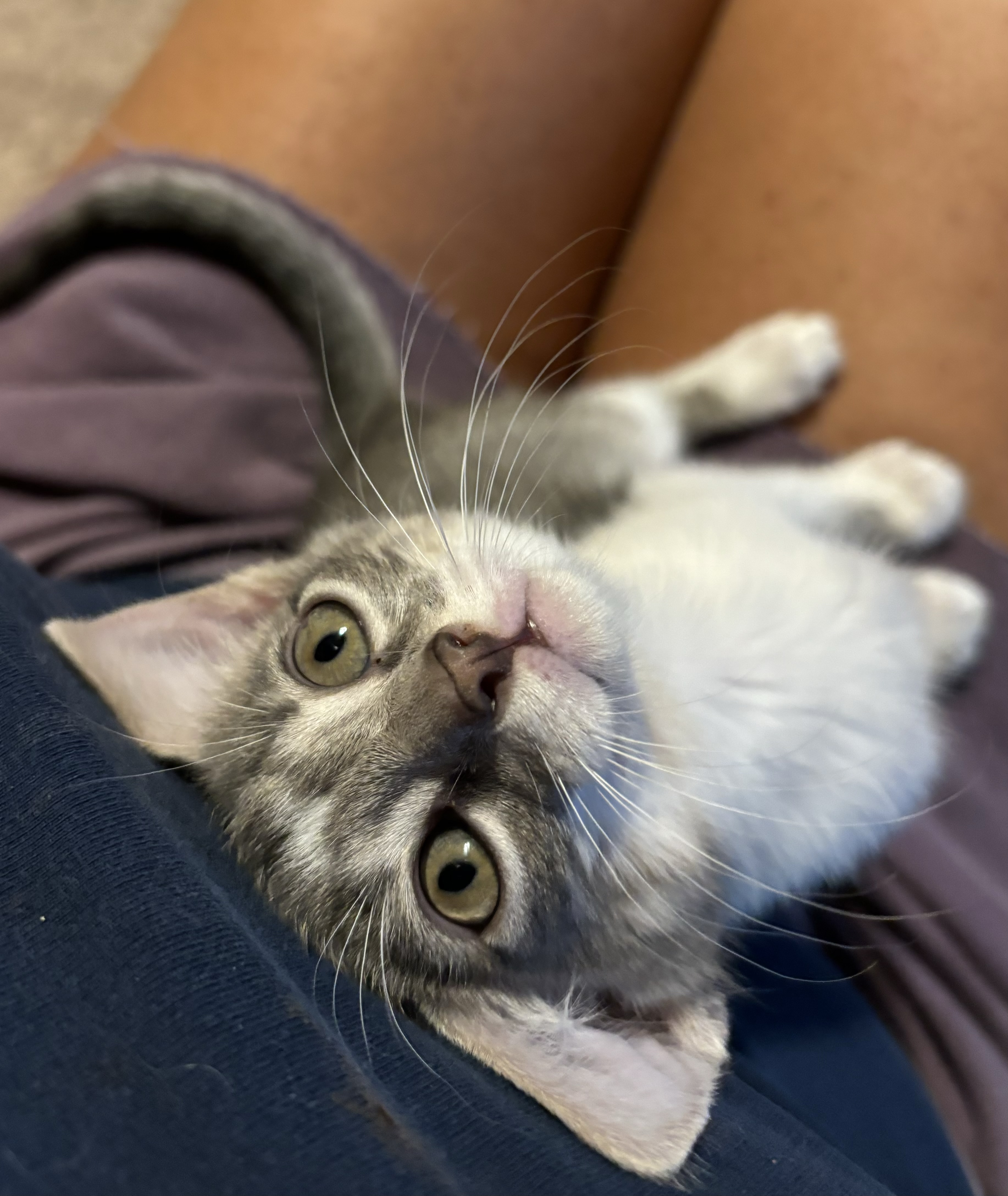 Enlarge Casey, an adopted Oriental Short Hair in Haslet, TX image 3/5
