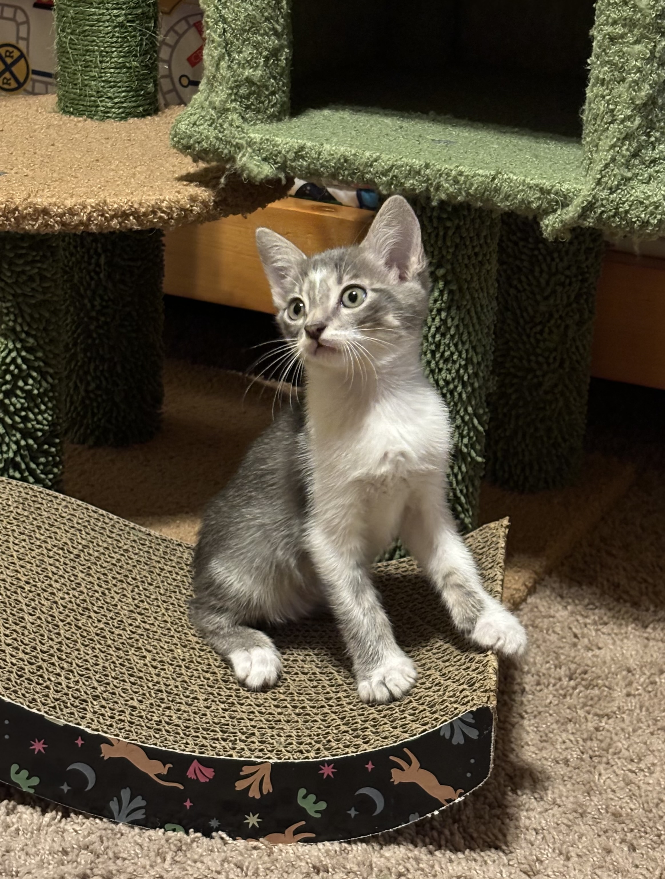 Enlarge Casey, an adopted Oriental Short Hair in Haslet, TX image 5/5