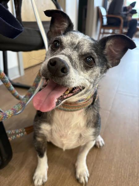 Duncan, Adoptable, Senior Male Mixed Breed.