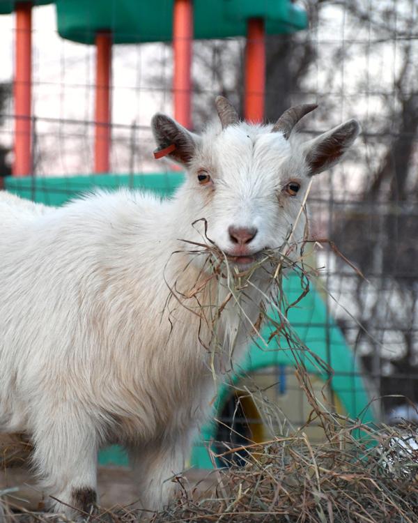 Enlarge Sprout, a Adoptable mixed breed in Stratham, NH image 3/3