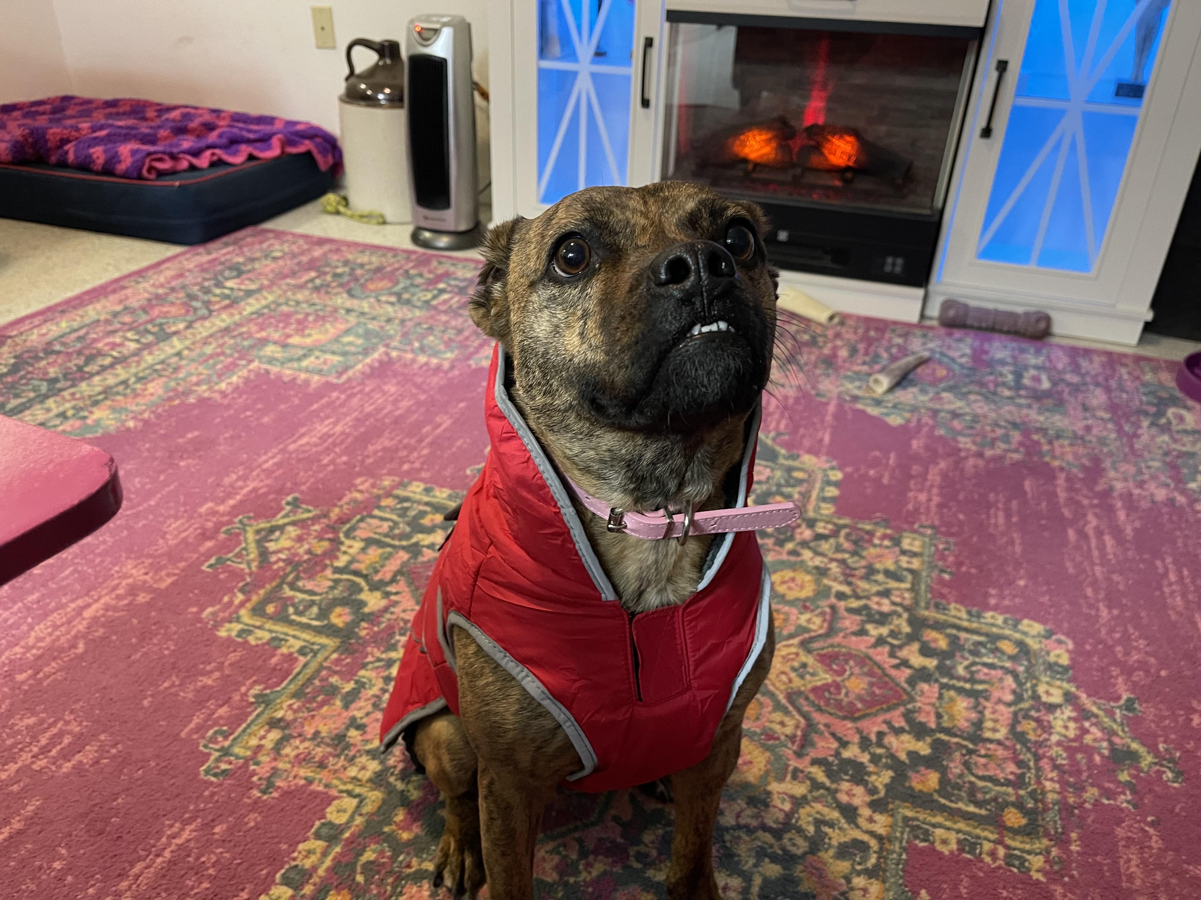 Enlarge Ginger, a Adoptable Pit Bull Terrier in Phoenix, AZ image 5/5