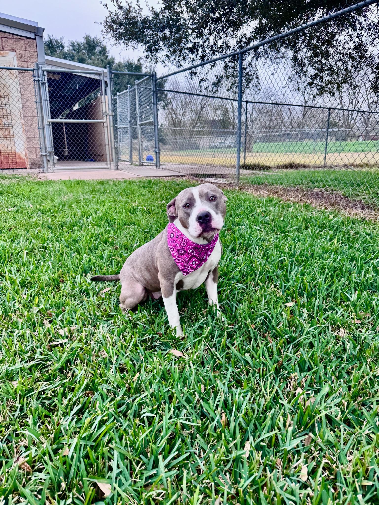 Enlarge Lovey, a Adoptable mixed breed in Frisco, TX image 2/4