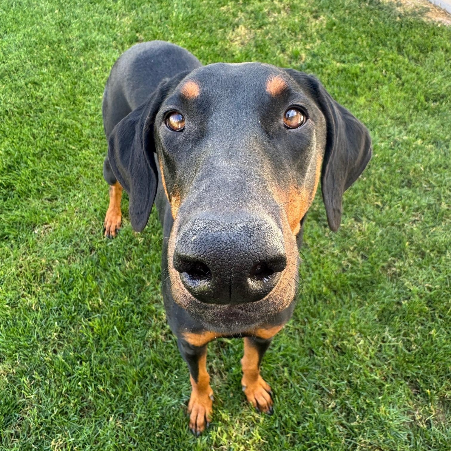 Enlarge Luna Miel, an adopted Doberman Pinscher in Phoenix, AZ image 2/3