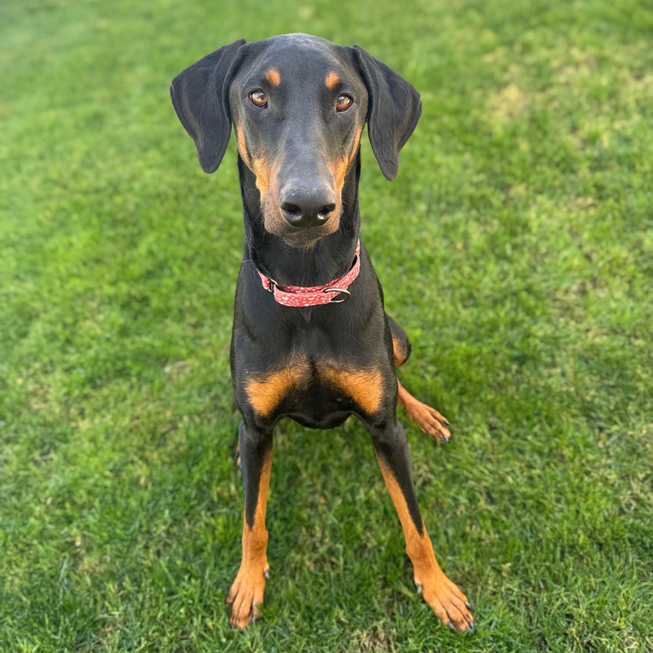 Enlarge Luna Miel, an adopted Doberman Pinscher in Phoenix, AZ image 1/3