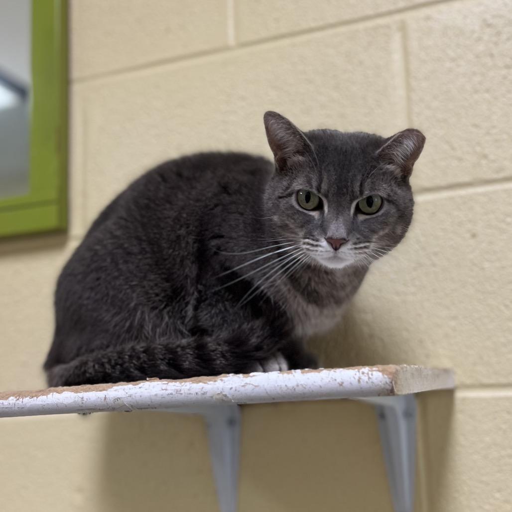 Topanga, Adoptable, Senior Female Domestic Short Hair.