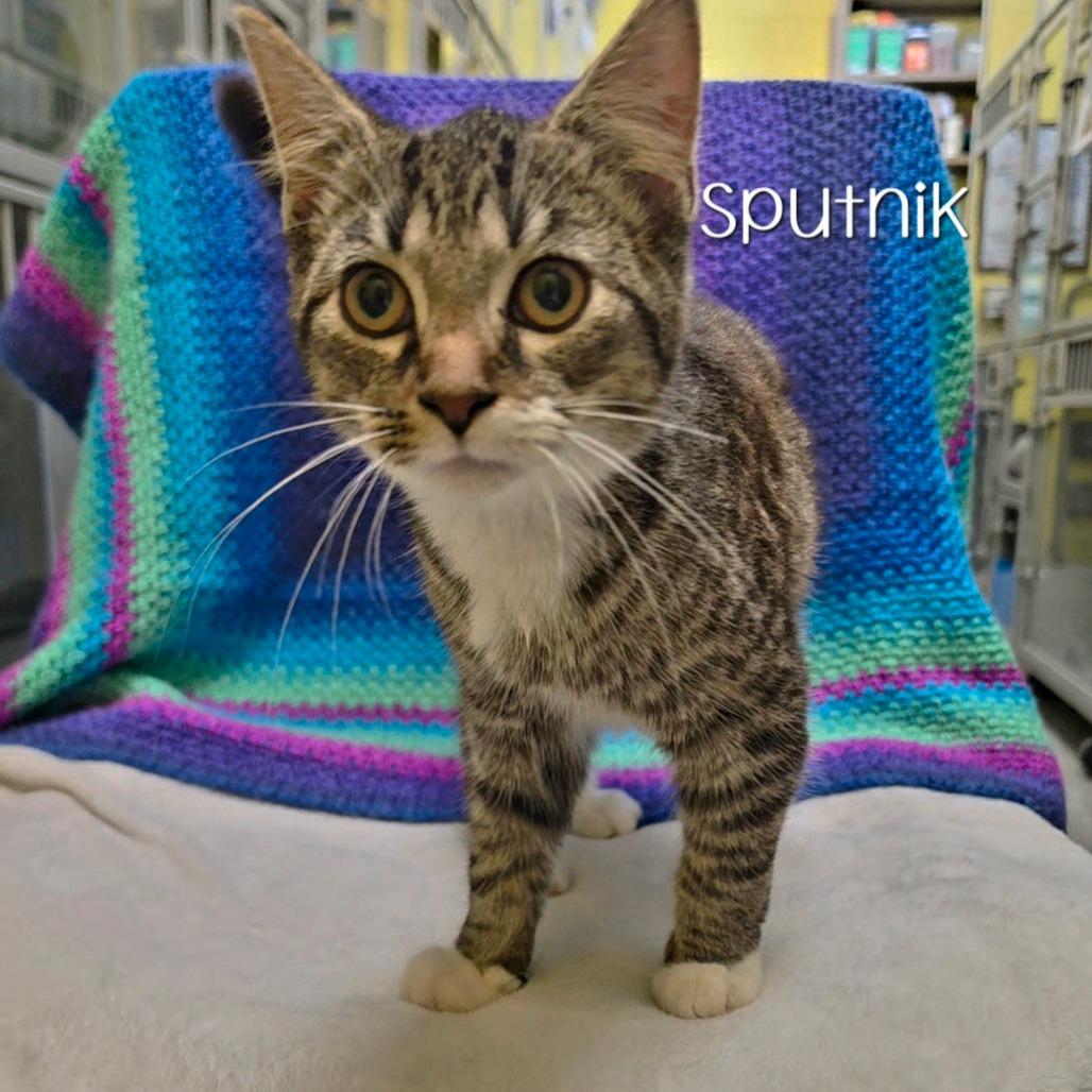 Enlarge Sputnik, a Adoptable Domestic Short Hair in Parkersburg, WV image 1/1
