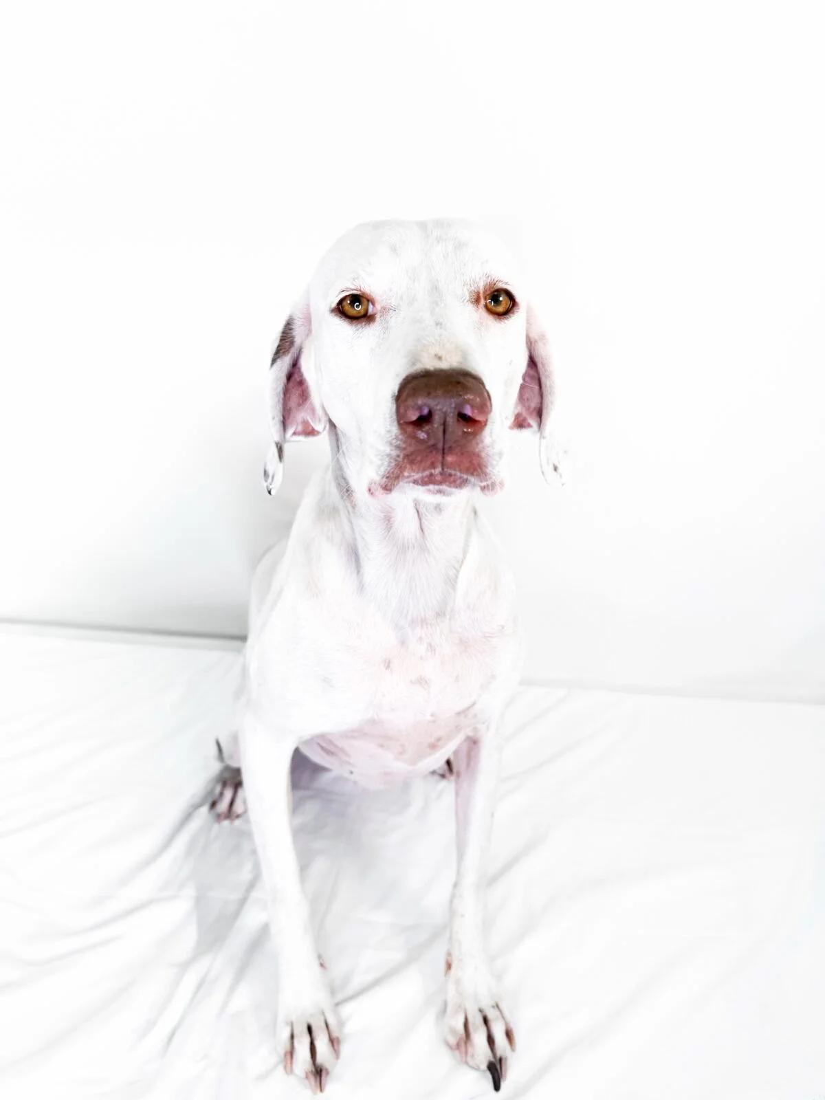 Enlarge Eileen, a Adoptable mixed breed in Bixby, OK image 1/4