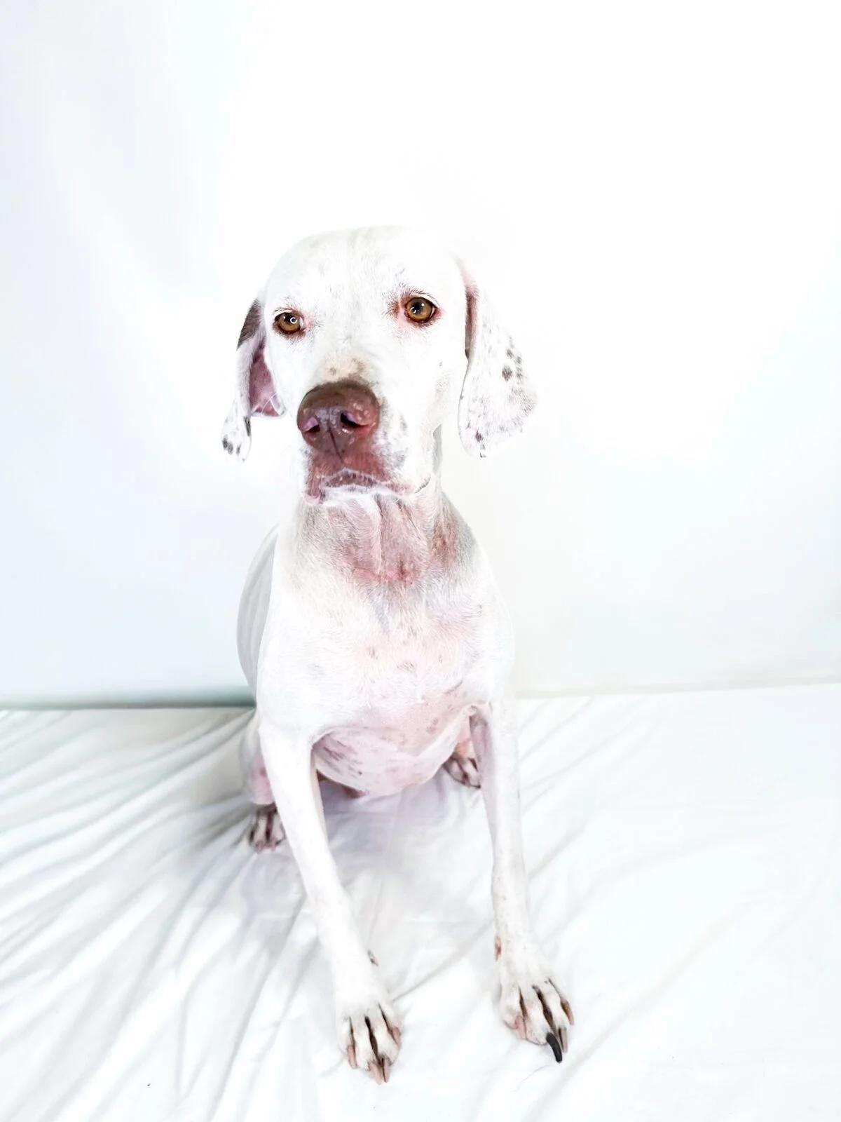 Enlarge Eileen, a Adoptable mixed breed in Bixby, OK image 3/4