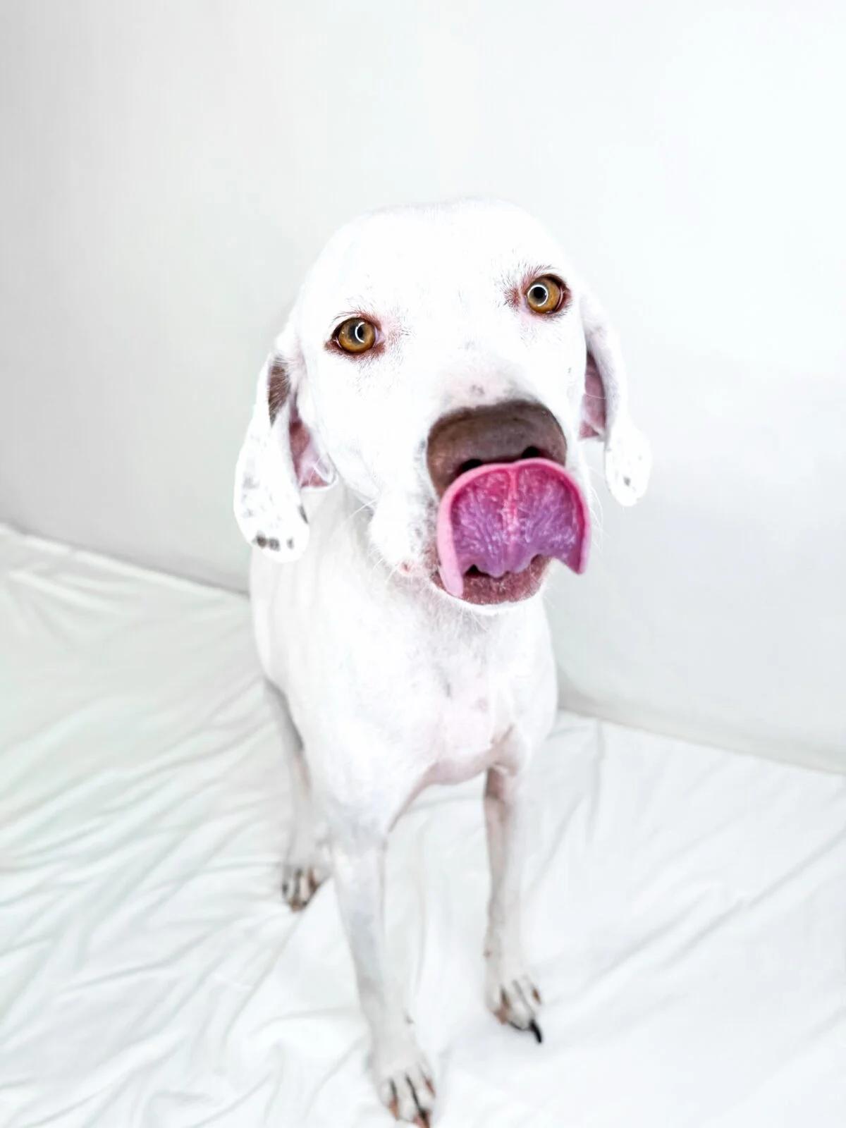 Enlarge Eileen, a Adoptable mixed breed in Bixby, OK image 4/4