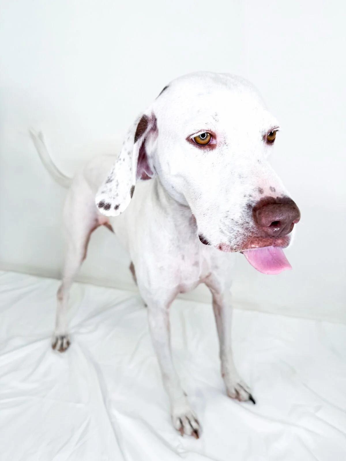 Enlarge Eileen, a Adoptable mixed breed in Bixby, OK image 2/4