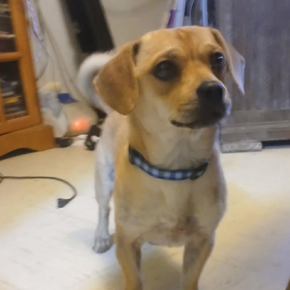 Toby, an adoptable Puggle in White Bear Lake, MN image 3/5