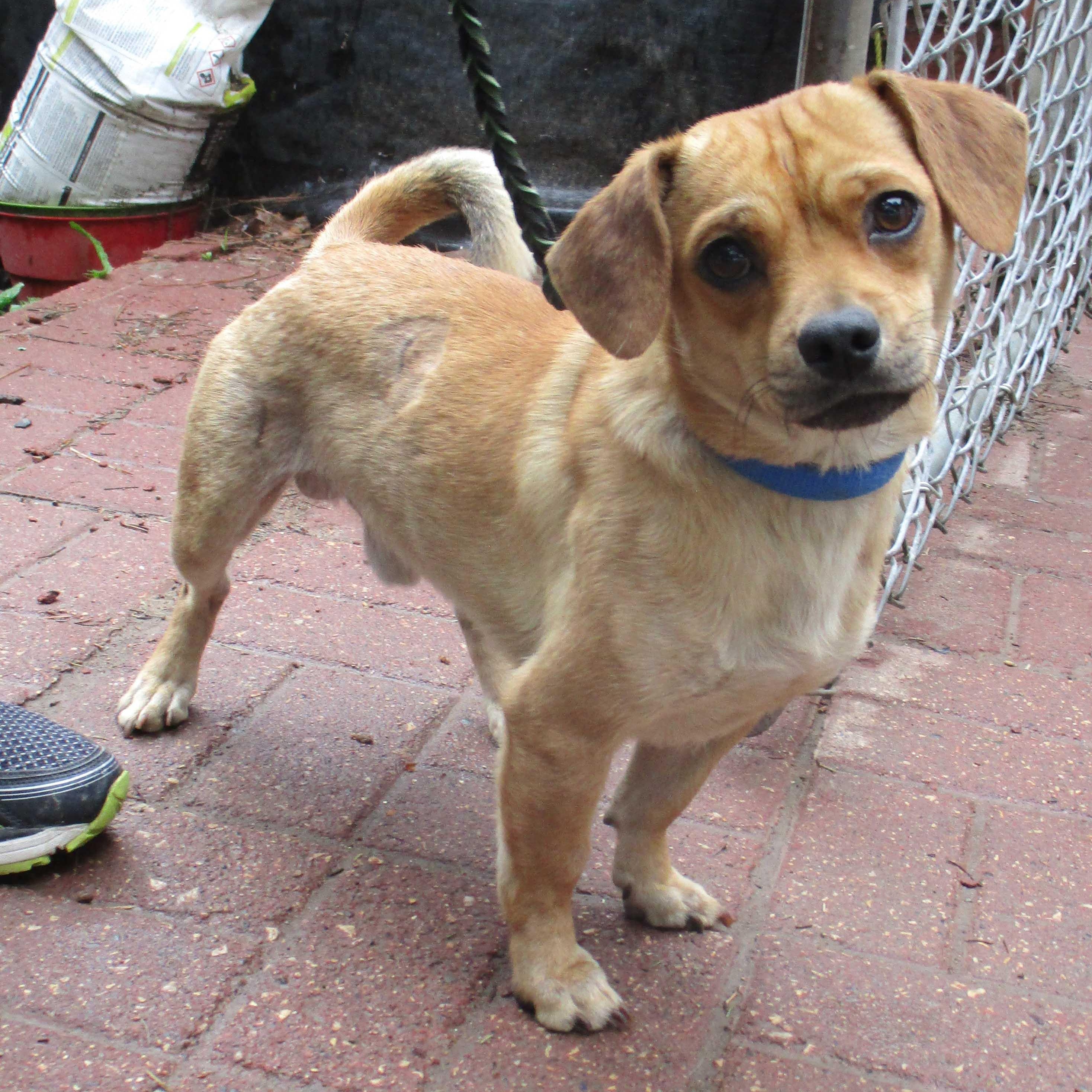 Toby, an adoptable Puggle in White Bear Lake, MN image 4/5