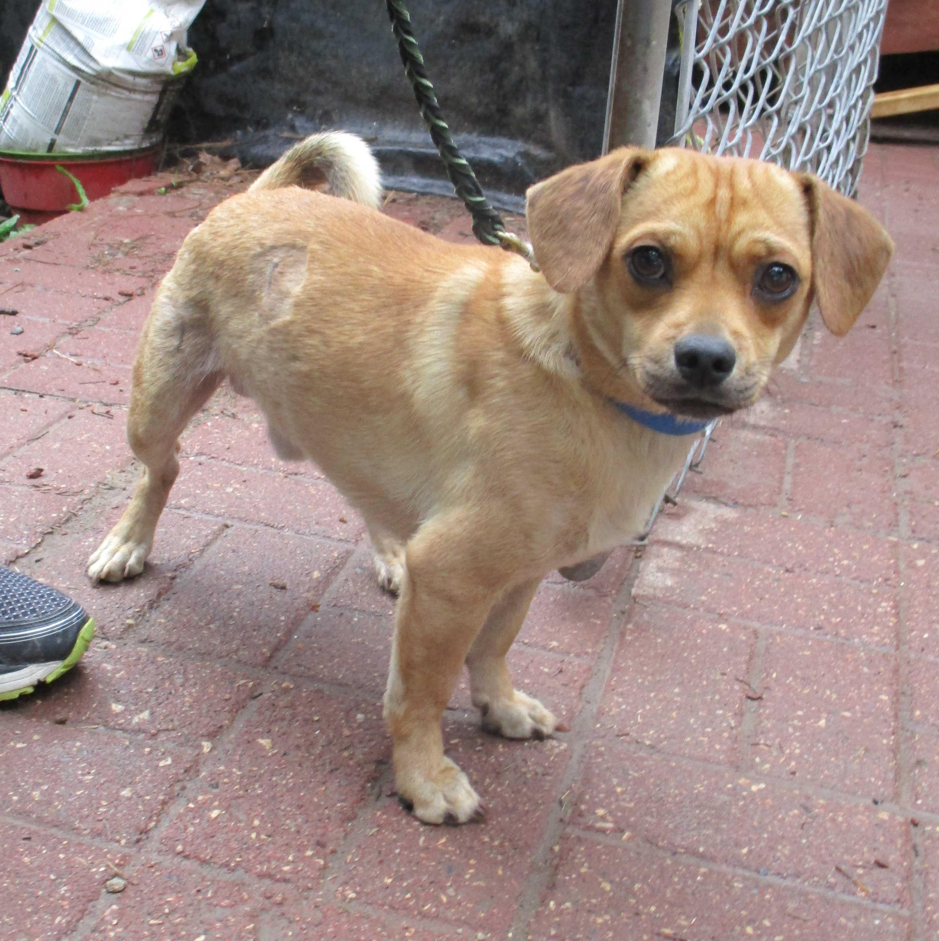 Toby, an adoptable Puggle in White Bear Lake, MN image 1/5