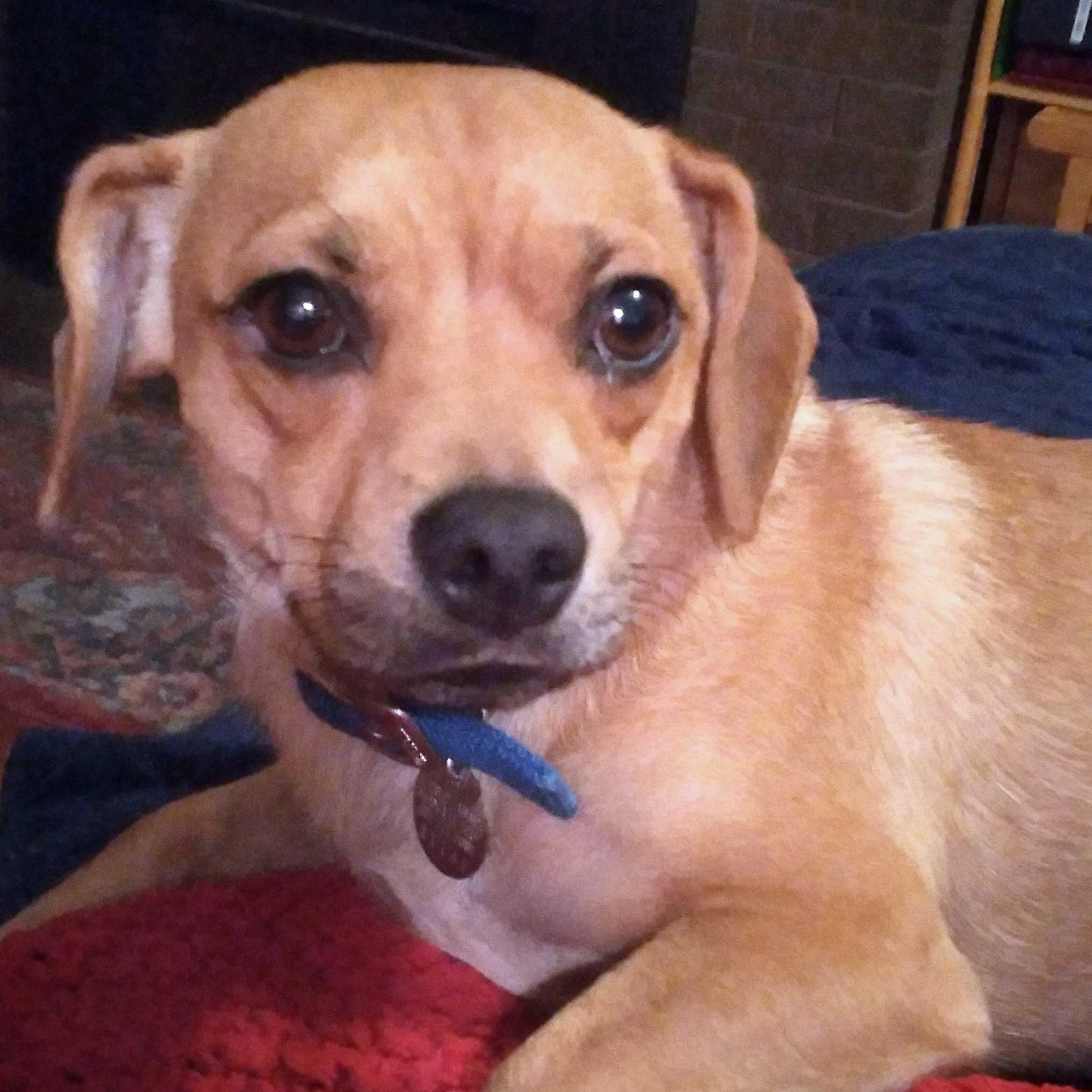 Toby, an adoptable Puggle in White Bear Lake, MN image 5/6