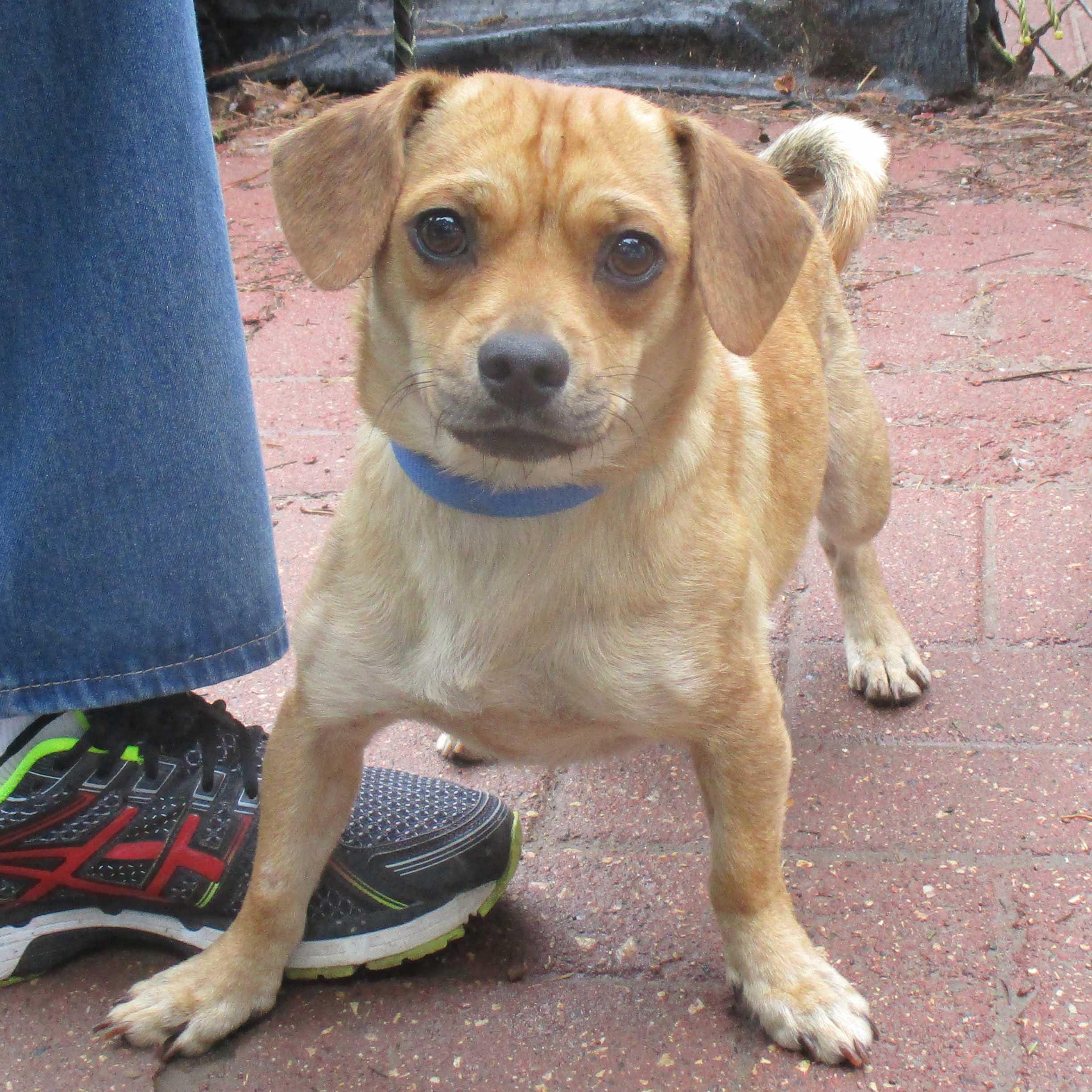 Toby, an adoptable Puggle in White Bear Lake, MN image 2/5