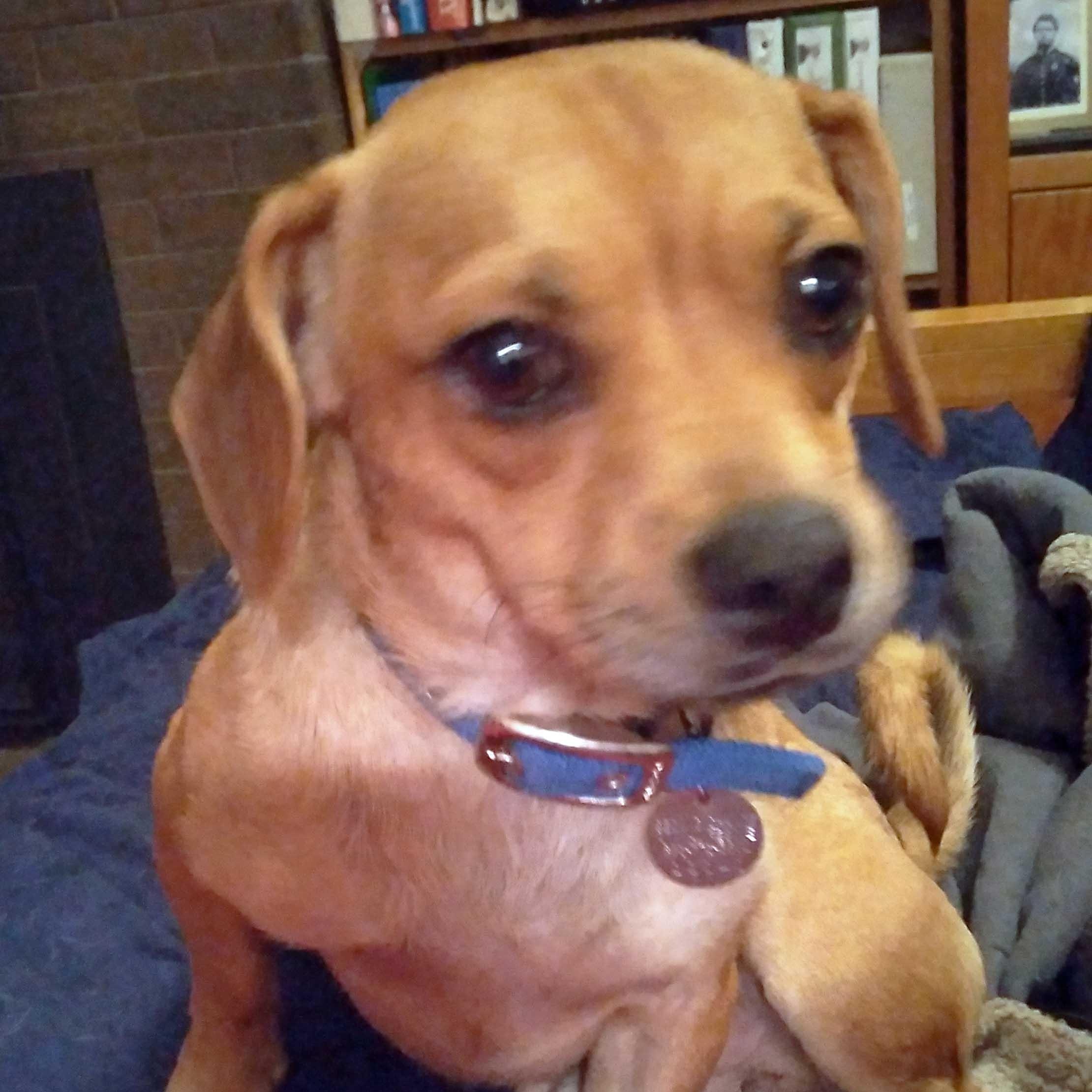 Toby, an adoptable Puggle in White Bear Lake, MN image 6/6