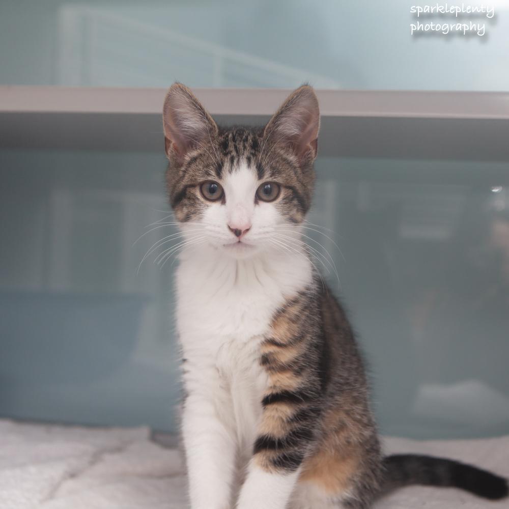 Banana, adopted, Kitten Male Domestic Short Hair.