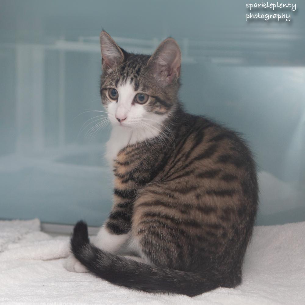 Enlarge Banana, an adopted Domestic Short Hair in Ridgefield, CT image 2/3