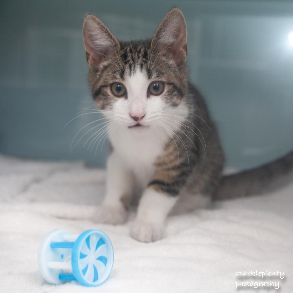 Enlarge Banana, an adopted Domestic Short Hair in Ridgefield, CT image 3/3
